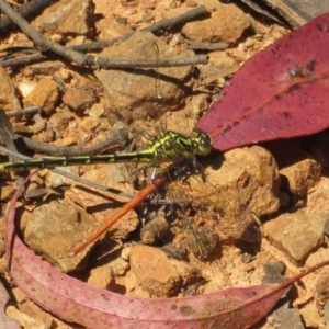 Austrogomphus guerini at Cotter River, ACT - 27 Jan 2022 03:00 PM