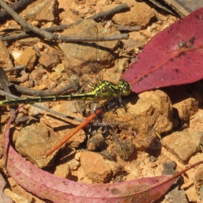 Austrogomphus guerini (Yellow-striped Hunter) at Cotter River, ACT - 27 Jan 2022 by Christine