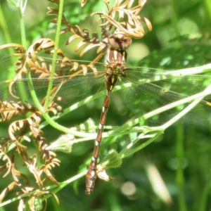 Austroaeschna pulchra at Cotter River, ACT - 27 Jan 2022