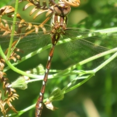 Austroaeschna pulchra at Cotter River, ACT - 27 Jan 2022