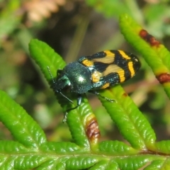 Castiarina flavopicta (Flavopicta jewel beetle) at Cotter River, ACT - 27 Jan 2022 by Christine