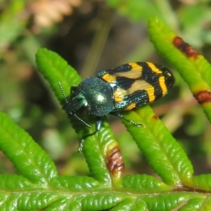 Castiarina flavopicta at Cotter River, ACT - 27 Jan 2022