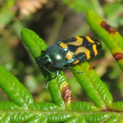 Castiarina flavopicta (Flavopicta jewel beetle) at Cotter River, ACT - 27 Jan 2022 by Christine