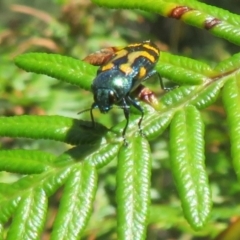 Castiarina flavopicta at Cotter River, ACT - 27 Jan 2022