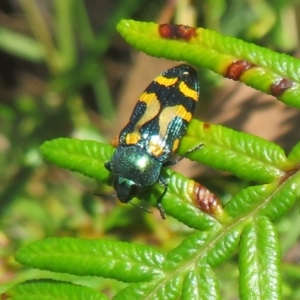 Castiarina flavopicta at Cotter River, ACT - 27 Jan 2022