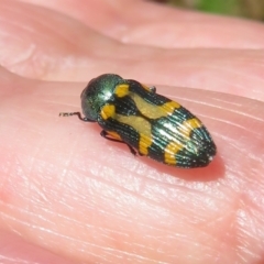 Castiarina flavopicta at Cotter River, ACT - 27 Jan 2022