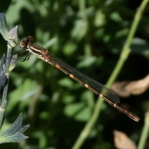 Austrolestes leda at Queanbeyan, NSW - 26 Jan 2022