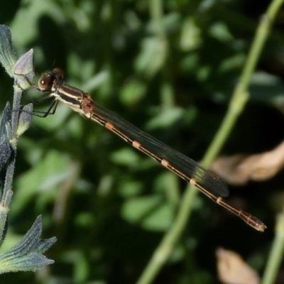 Austrolestes leda (Wandering Ringtail) at Queanbeyan, NSW - 26 Jan 2022 by Paul4K