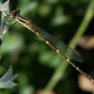 Austrolestes leda at Queanbeyan, NSW - 26 Jan 2022