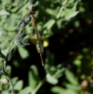 Austrolestes leda at Queanbeyan, NSW - 26 Jan 2022