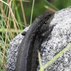 Liopholis montana (Mountain Skink, Tan-backed Skink) at Cotter River, ACT - 27 Jan 2022 by JohnBundock