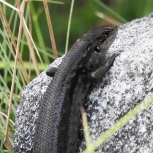 Liopholis montana at Cotter River, ACT - 27 Jan 2022