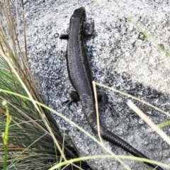 Liopholis montana at Cotter River, ACT - 27 Jan 2022