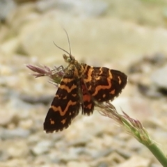 Chrysolarentia chrysocyma at Cotter River, ACT - 20 Jan 2022