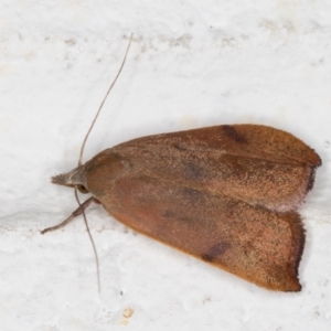 Tortricopsis uncinella at Melba, ACT - 8 Nov 2021