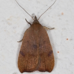 Tortricopsis uncinella at Melba, ACT - 8 Nov 2021