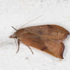 Tortricopsis uncinella at Melba, ACT - 8 Nov 2021