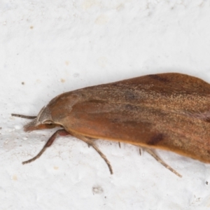 Tortricopsis uncinella at Melba, ACT - 8 Nov 2021