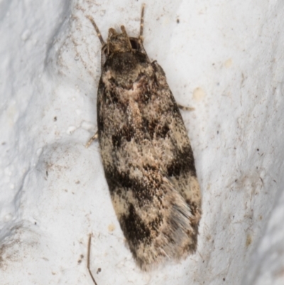 Barea zygophora (Concealer Moth) at Melba, ACT - 8 Nov 2021 by kasiaaus