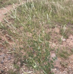 Melilotus albus (Bokhara) at National Arboretum Forests - 28 Jan 2022 by Jenny54