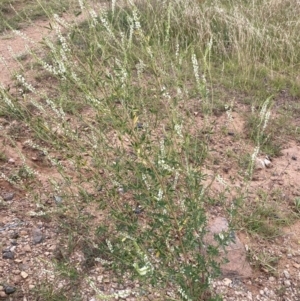 Melilotus albus at Molonglo Valley, ACT - 28 Jan 2022