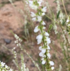 Melilotus albus at Molonglo Valley, ACT - 28 Jan 2022