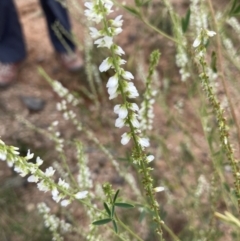 Melilotus albus at Molonglo Valley, ACT - 28 Jan 2022