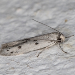 Oecophoridae provisional species 2 at Melba, ACT - 8 Nov 2021