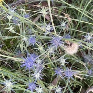 Eryngium ovinum at Macgregor, ACT - 11 Jan 2022