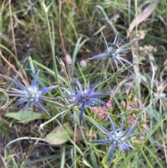 Eryngium ovinum at Macgregor, ACT - 11 Jan 2022