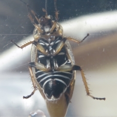 Ellipsidion humerale at Narrabundah, ACT - 21 Jan 2022 09:03 AM