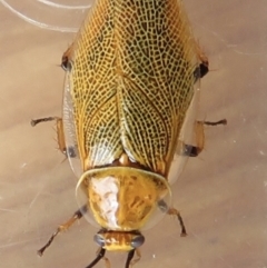 Ellipsidion humerale at Narrabundah, ACT - 21 Jan 2022 09:03 AM