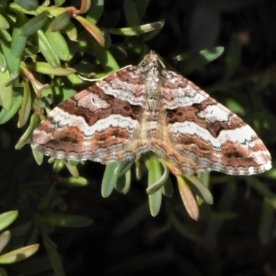 Epyaxa subidaria (Subidaria Moth) at Cotter River, ACT - 27 Jan 2022 by JohnBundock