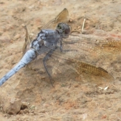 Orthetrum caledonicum (Blue Skimmer) at Hughes, ACT - 25 Jan 2022 by RobParnell