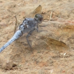 Orthetrum caledonicum (Blue Skimmer) at Hughes, ACT - 26 Jan 2022 by RobParnell
