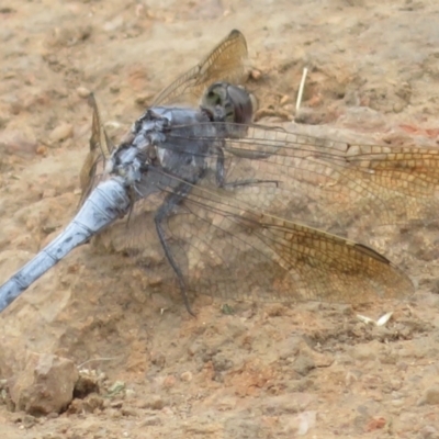 Orthetrum caledonicum (Blue Skimmer) at Hughes, ACT - 26 Jan 2022 by RobParnell