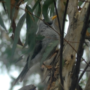 Manorina melanocephala at Aranda, ACT - 28 Jan 2022 10:47 AM