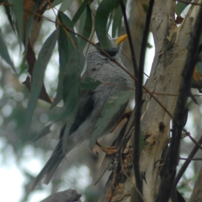 Manorina melanocephala (Noisy Miner) at Aranda, ACT - 27 Jan 2022 by KMcCue