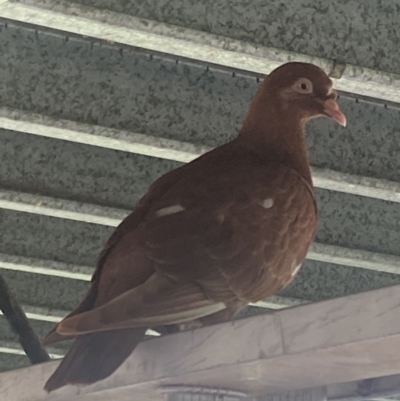 Columba livia (Rock Dove (Feral Pigeon)) at Mutchilba, QLD - 28 Jan 2022 by Tiina