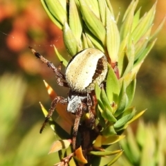 Unidentified Spider at Cotter River, ACT - 27 Jan 2022 by JohnBundock