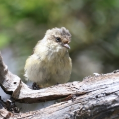 Acanthiza reguloides (Buff-rumped Thornbill) at Scott Nature Reserve - 25 Jan 2022 by jb2602