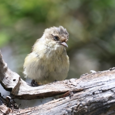 Acanthiza reguloides (Buff-rumped Thornbill) at Scott Nature Reserve - 25 Jan 2022 by jb2602