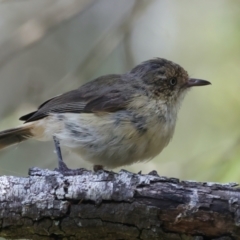 Acanthiza reguloides at Mulloon, NSW - 25 Jan 2022