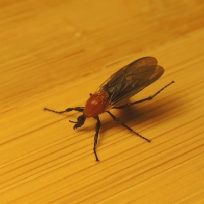 Bibio imitator (Garden maggot) at Conder, ACT - 22 Nov 2021 by MichaelBedingfield