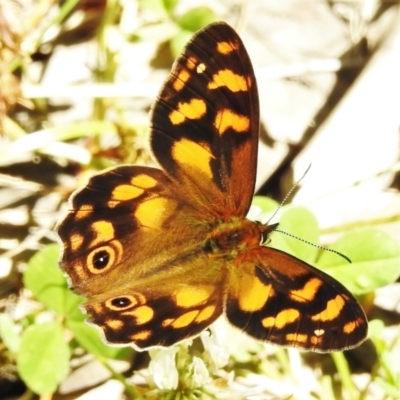 Heteronympha solandri (Solander's Brown) at Cotter River, ACT - 26 Jan 2022 by JohnBundock