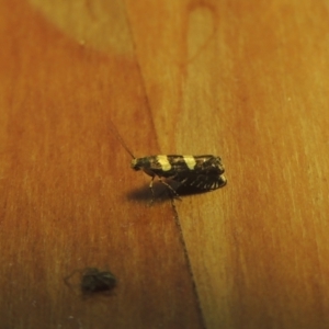 Glyphipterix chrysoplanetis at Conder, ACT - 25 Nov 2021