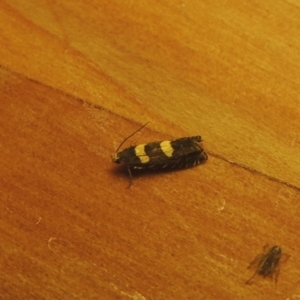 Glyphipterix chrysoplanetis at Conder, ACT - 25 Nov 2021 04:34 PM