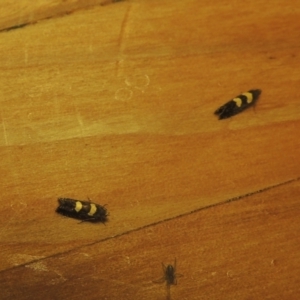 Glyphipterix chrysoplanetis at Conder, ACT - 25 Nov 2021