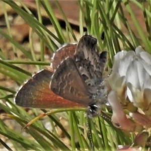 Neolucia hobartensis at Cotter River, ACT - 27 Jan 2022 10:59 AM