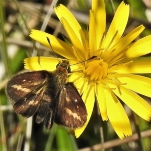 Taractrocera papyria at Cotter River, ACT - 27 Jan 2022